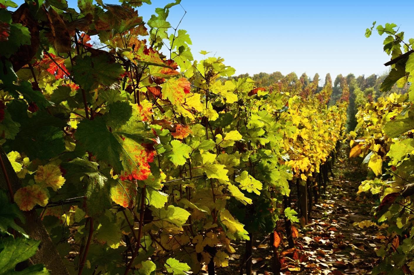 A vineyard with many green leaves on the vines.